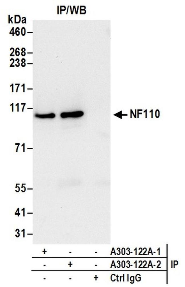 NF110 Antibody in Western Blot (WB)