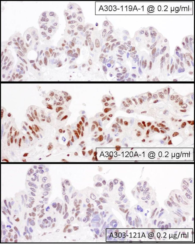 NF90/NF110 Antibody in Immunohistochemistry (IHC)