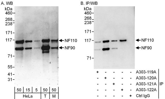 NF90/NF110 Antibody in Western Blot (WB)