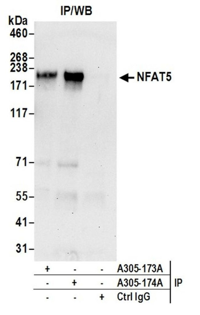 NFAT5 Antibody in Immunoprecipitation (IP)