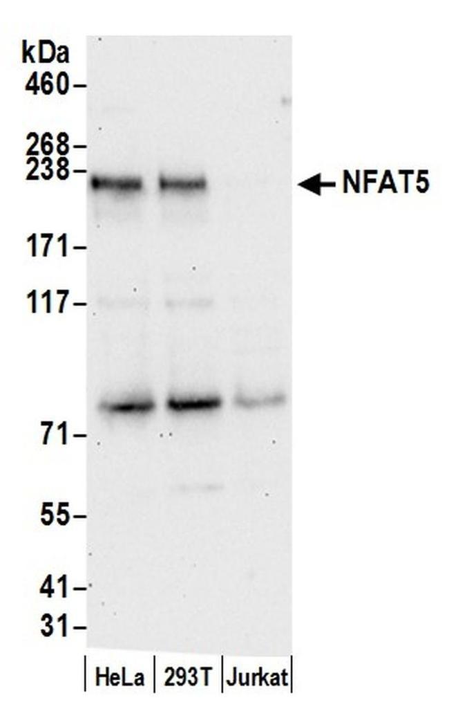 NFAT5 Antibody in Western Blot (WB)