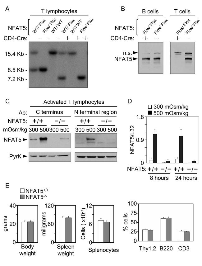 NFAT5 Antibody in Western Blot (WB)