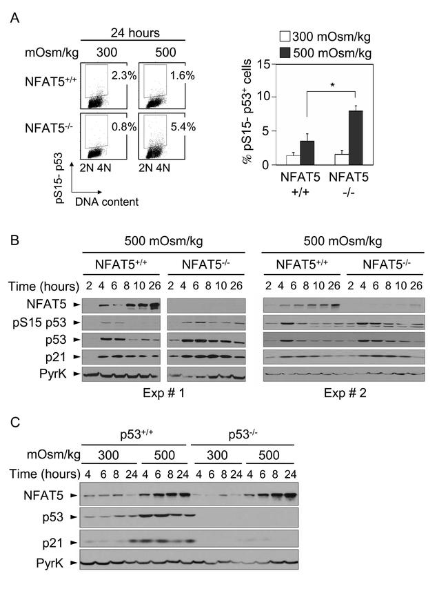 NFAT5 Antibody in Western Blot (WB)