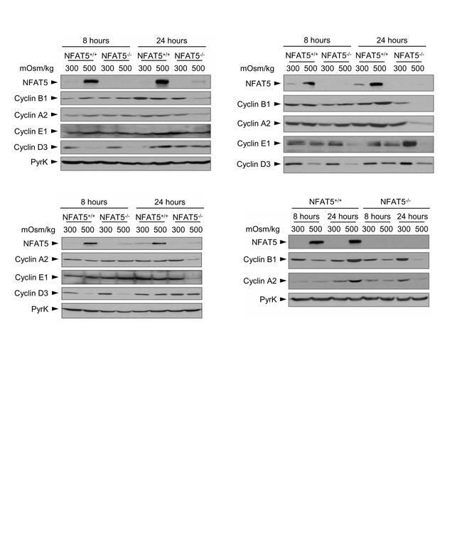 NFAT5 Antibody in Western Blot (WB)