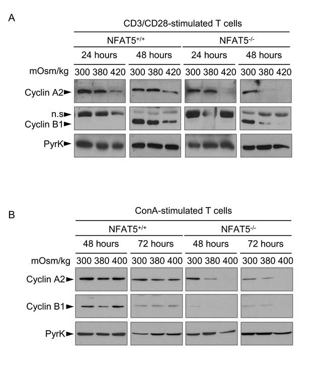 NFAT5 Antibody in Western Blot (WB)