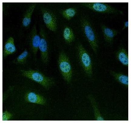 NFAT5 Antibody in Immunocytochemistry (ICC/IF)