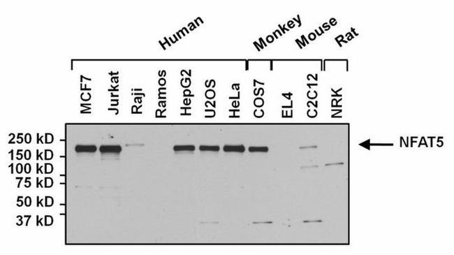 NFAT5 Antibody in Western Blot (WB)