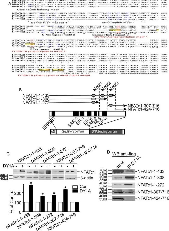 NFATC1 Antibody in Western Blot (WB)