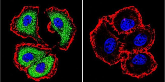 NFATC1 Antibody in Immunocytochemistry (ICC/IF)