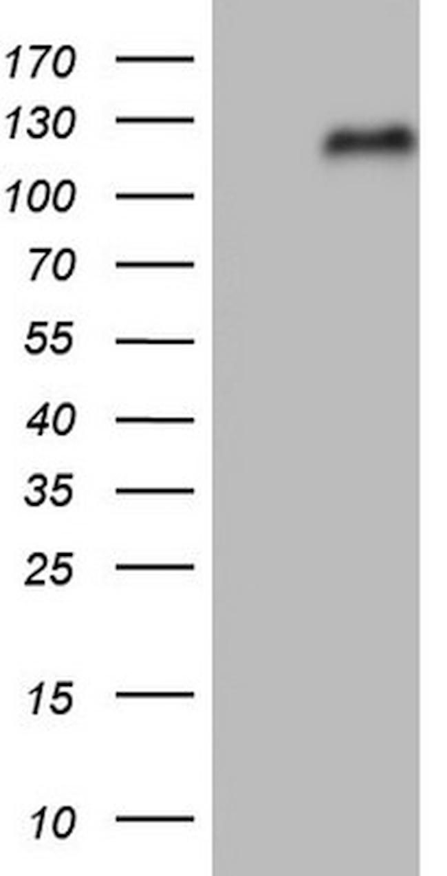 NFE2L2 Antibody in Western Blot (WB)