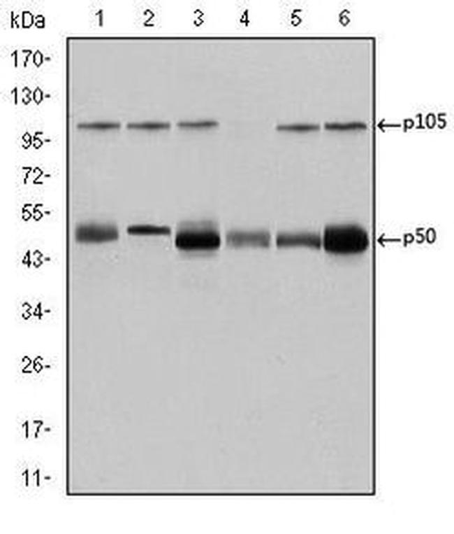 NFkB p50 Antibody in Western Blot (WB)