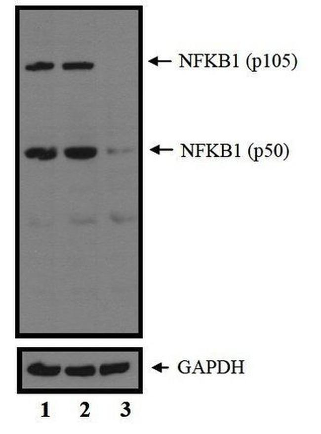 NFkB p50/p105 Antibody in Western Blot (WB)