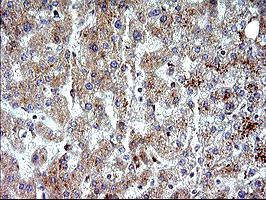 NFKBIA Antibody in Immunohistochemistry (Paraffin) (IHC (P))