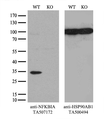 NFKBIA Antibody