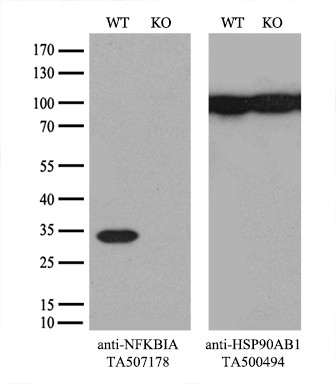 NFKBIA Antibody