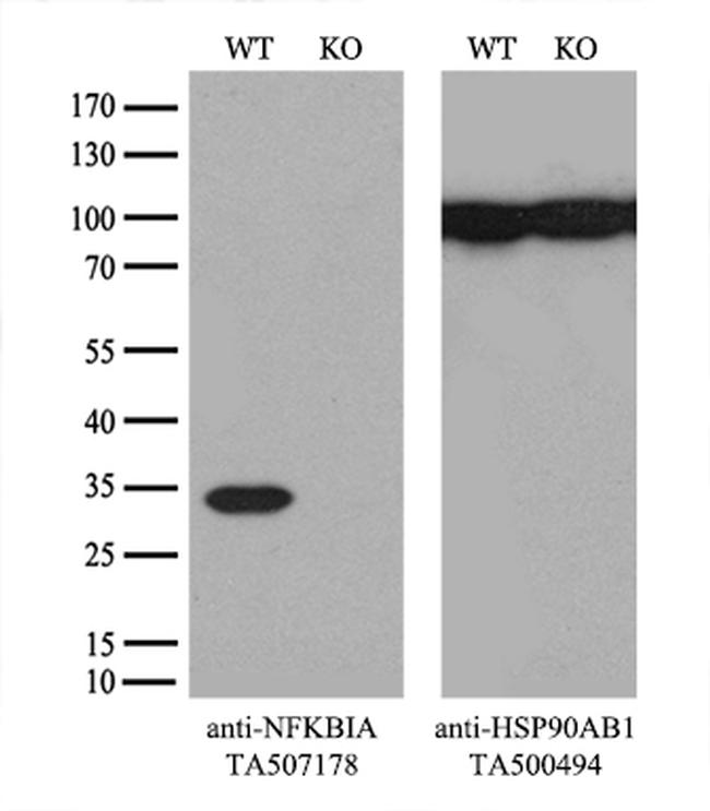 NFKBIA Antibody in Western Blot (WB)