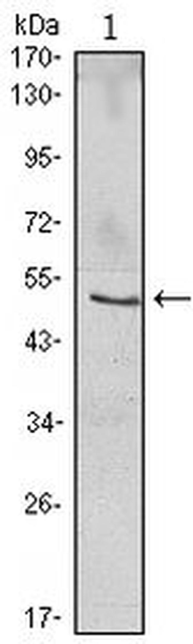 IkB beta Antibody in Western Blot (WB)