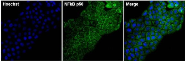 NFkB p50 Antibody in Immunocytochemistry (ICC/IF)