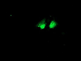 NHEJ1 Antibody in Immunocytochemistry (ICC/IF)