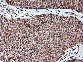 NHEJ1 Antibody in Immunohistochemistry (Paraffin) (IHC (P))