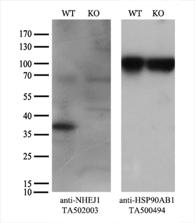 NHEJ1 Antibody in Western Blot (WB)