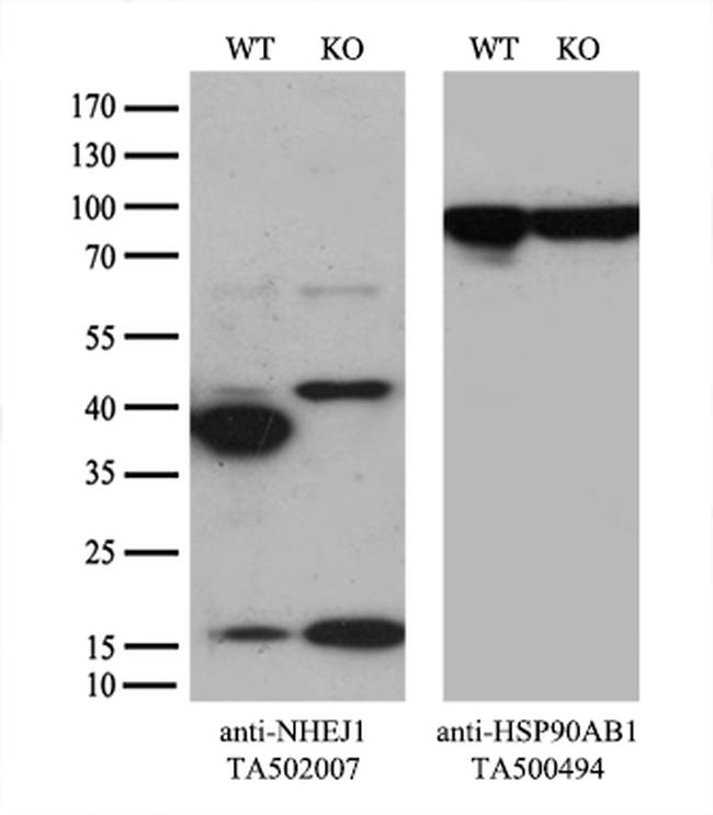 NHEJ1 Antibody in Western Blot (WB)