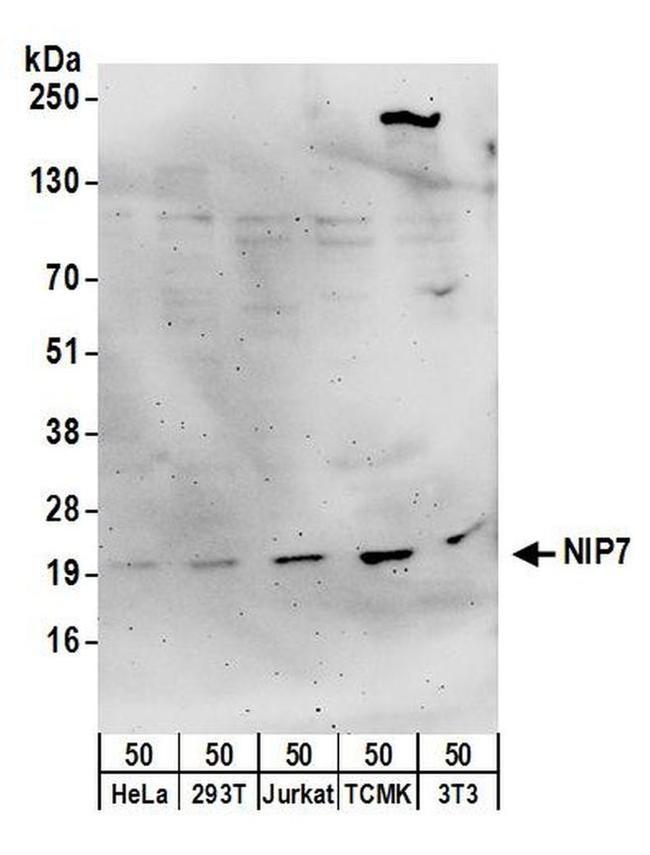 NIP7 Antibody in Western Blot (WB)