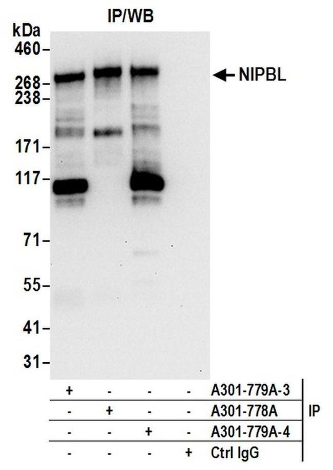 NIPBL Antibody in Western Blot (WB)