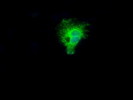 NIT2 Antibody in Immunocytochemistry (ICC/IF)