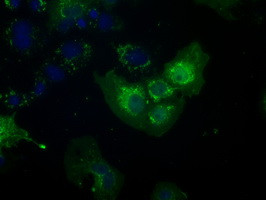 NIT2 Antibody in Immunocytochemistry (ICC/IF)