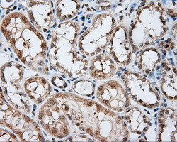 NIT2 Antibody in Immunohistochemistry (Paraffin) (IHC (P))