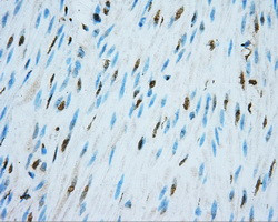 NIT2 Antibody in Immunohistochemistry (Paraffin) (IHC (P))