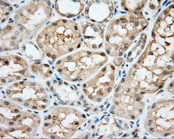 NIT2 Antibody in Immunohistochemistry (Paraffin) (IHC (P))