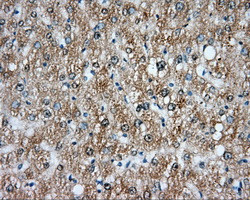 NIT2 Antibody in Immunohistochemistry (Paraffin) (IHC (P))