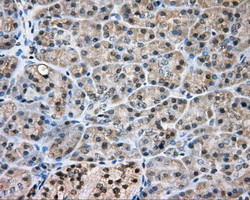 NIT2 Antibody in Immunohistochemistry (Paraffin) (IHC (P))