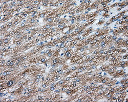 NIT2 Antibody in Immunohistochemistry (Paraffin) (IHC (P))