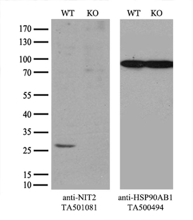 NIT2 Antibody in Western Blot (WB)