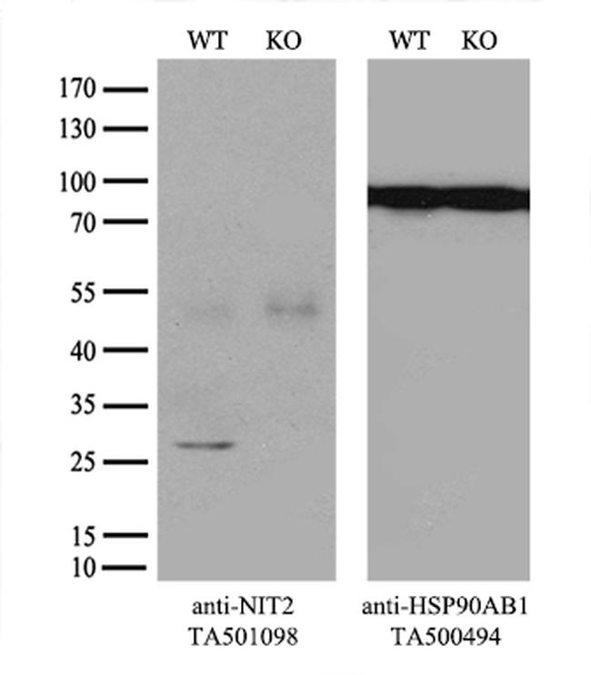 NIT2 Antibody in Western Blot (WB)