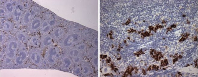 NK1.1 Antibody in Immunohistochemistry (Paraffin) (IHC (P))