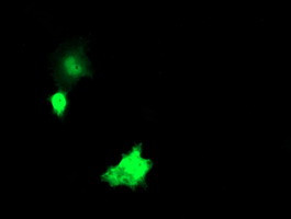 NKIRAS1 Antibody in Immunocytochemistry (ICC/IF)