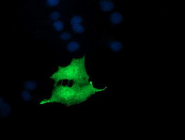 NKIRAS1 Antibody in Immunocytochemistry (ICC/IF)