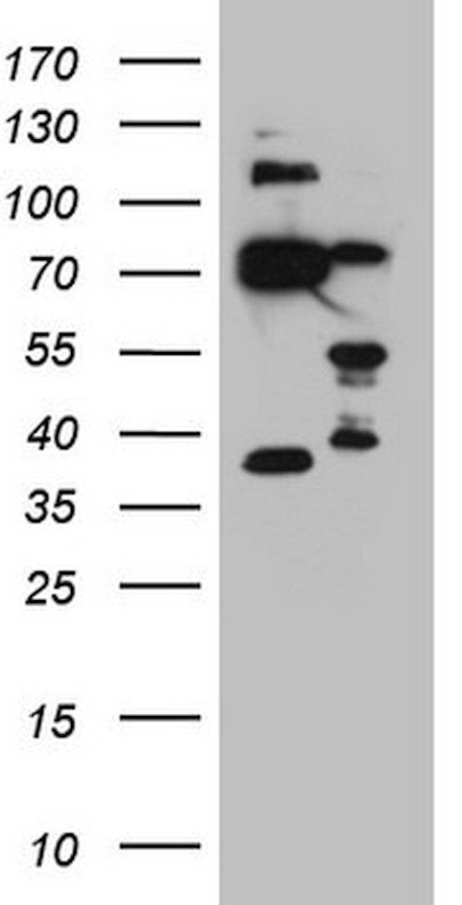 NKX2 Antibody in Western Blot (WB)