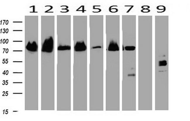 NKX2 Antibody in Western Blot (WB)