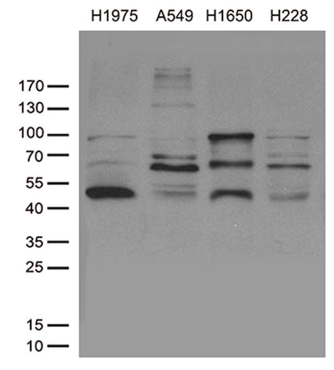 NKX2 Antibody in Western Blot (WB)