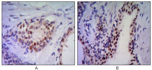 Nkx3.1 Antibody in Immunohistochemistry (Paraffin) (IHC (P))