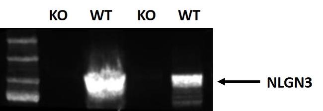 NLGN3 Antibody in Western Blot (WB)