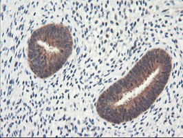 NLN Antibody in Immunohistochemistry (Paraffin) (IHC (P))