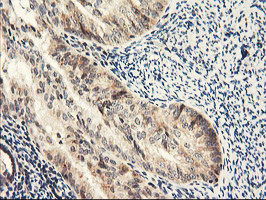 NLN Antibody in Immunohistochemistry (Paraffin) (IHC (P))