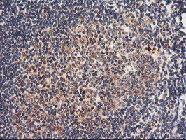 NLN Antibody in Immunohistochemistry (Paraffin) (IHC (P))