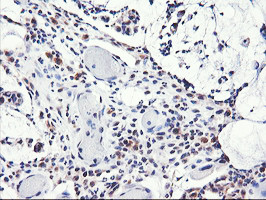 NLN Antibody in Immunohistochemistry (Paraffin) (IHC (P))